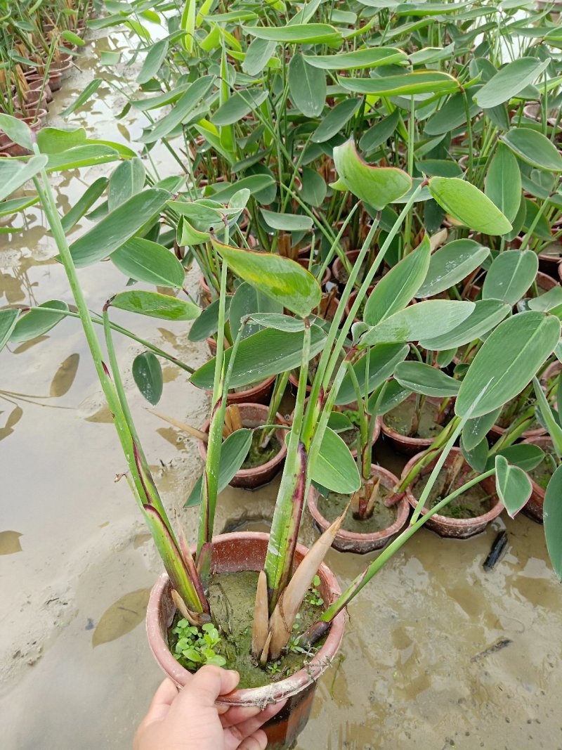 再力花50---80cm