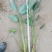 再力花50---80cm