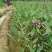 再力花50---80cm