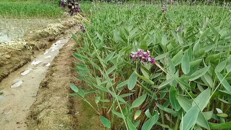 再力花50---80cm