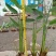再力花50---80cm