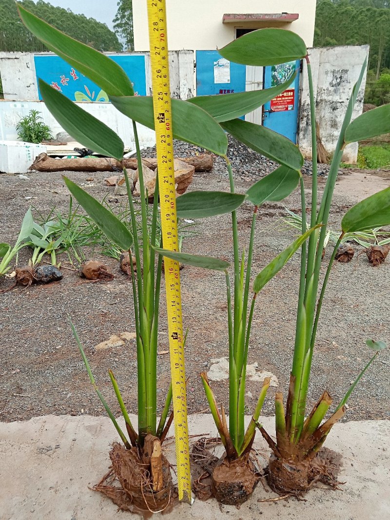 再力花50---80cm