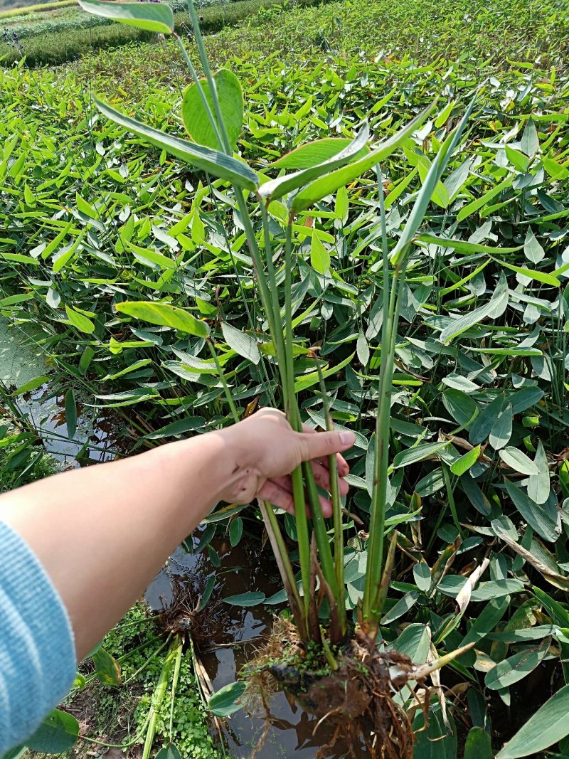 再力花50---80cm