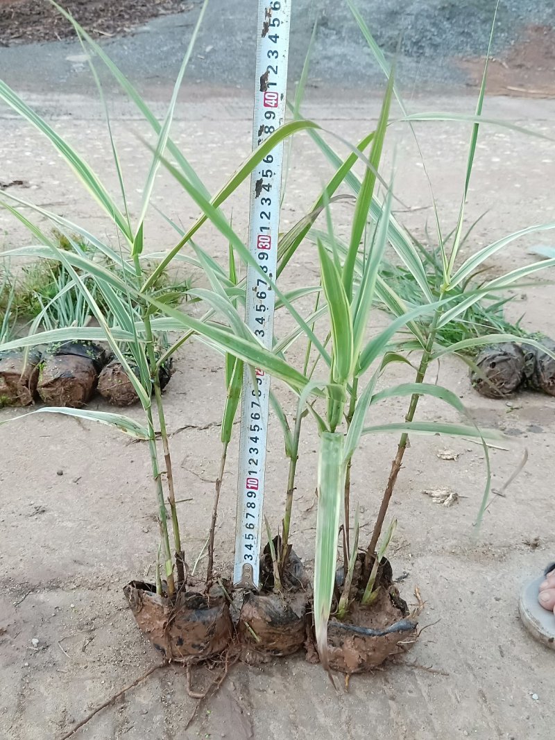 花叶芦竹