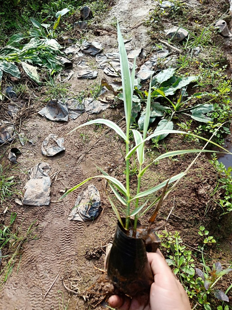 花叶芦竹