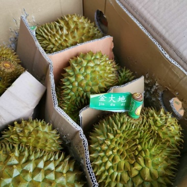 榴莲