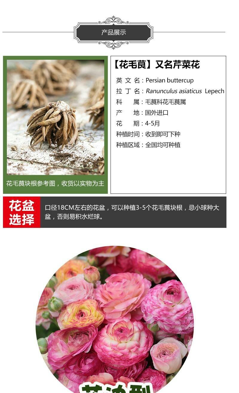 洋牡丹花毛莨种球进口重瓣花毛茛根茎种根波斯毛茛芹叶牡丹花