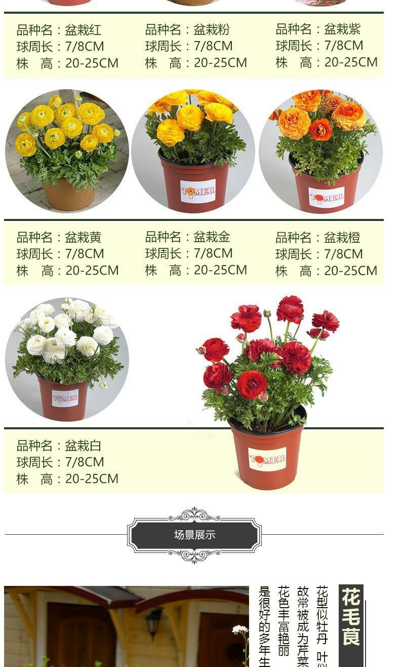 洋牡丹花毛莨种球进口重瓣花毛茛根茎种根波斯毛茛芹叶牡丹花