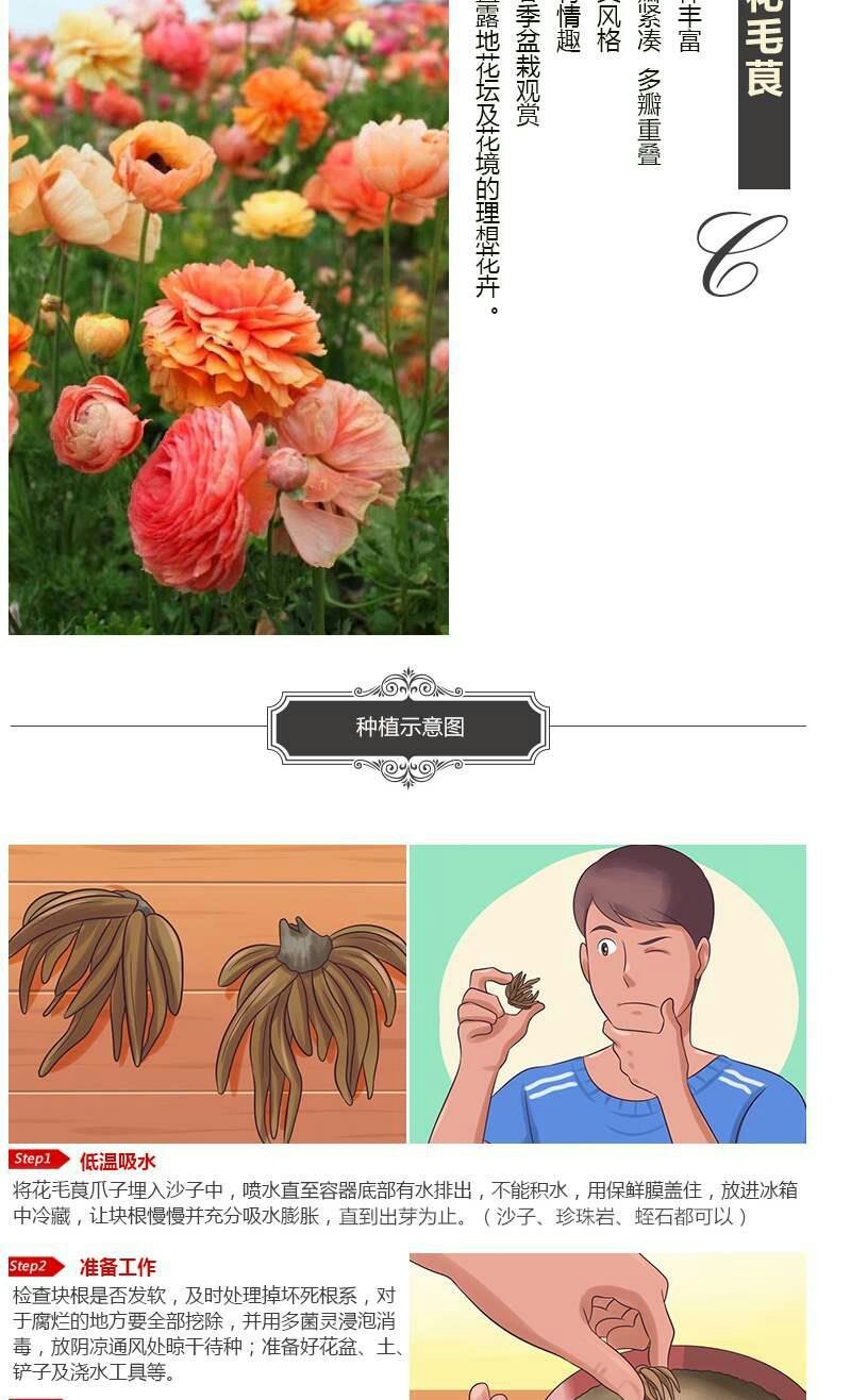 洋牡丹花毛莨种球进口重瓣花毛茛根茎种根波斯毛茛芹叶牡丹花