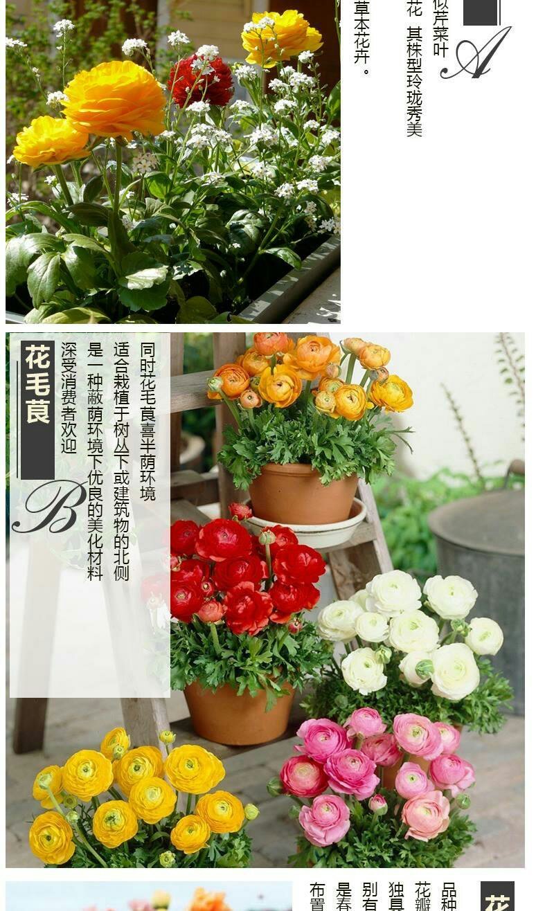 洋牡丹花毛莨种球进口重瓣花毛茛根茎种根波斯毛茛芹叶牡丹花