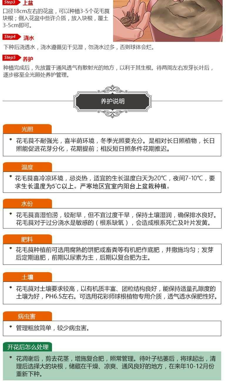 洋牡丹花毛莨种球进口重瓣花毛茛根茎种根波斯毛茛芹叶牡丹花