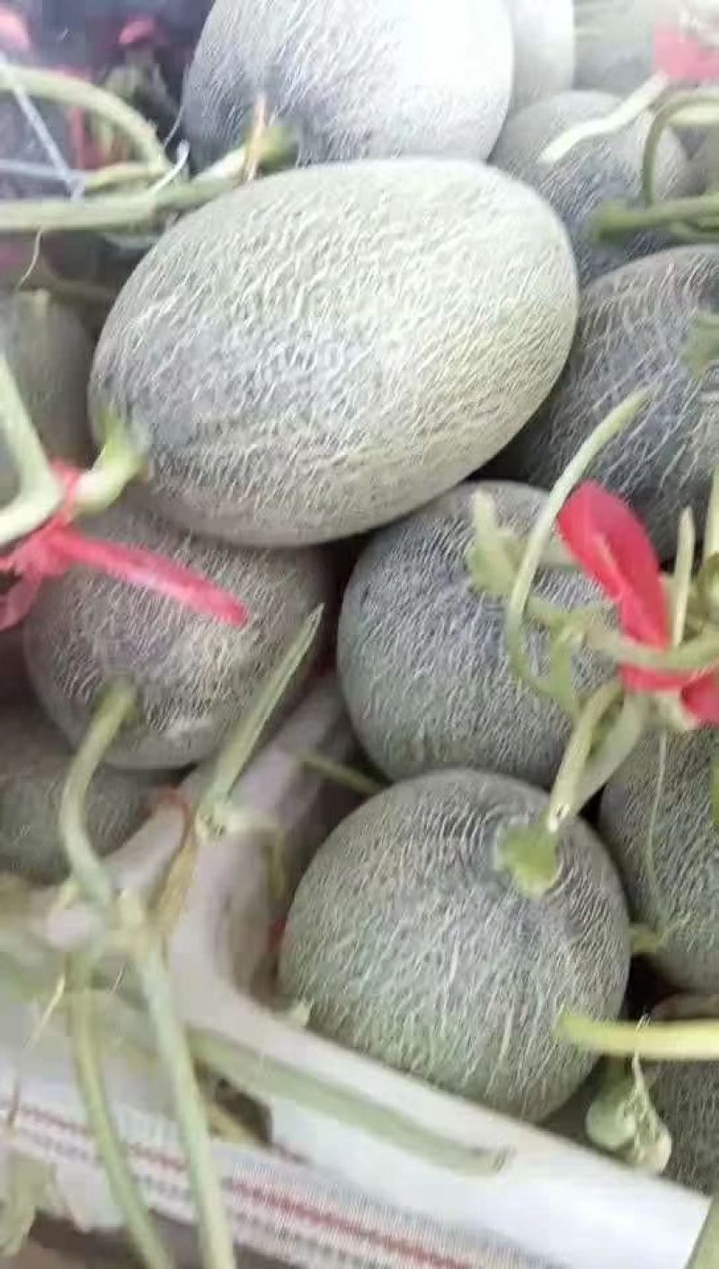 西洲密