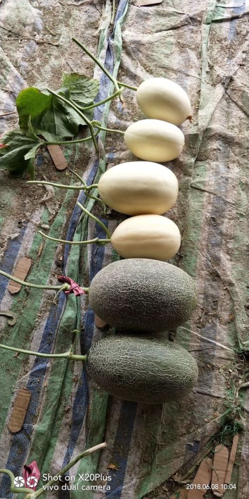 西洲密