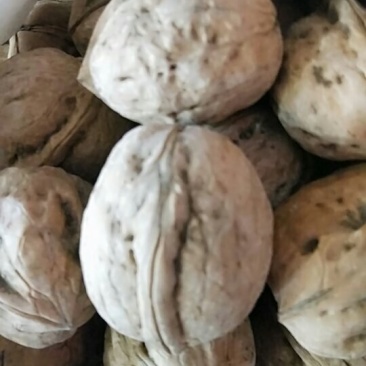 原生态新疆核桃