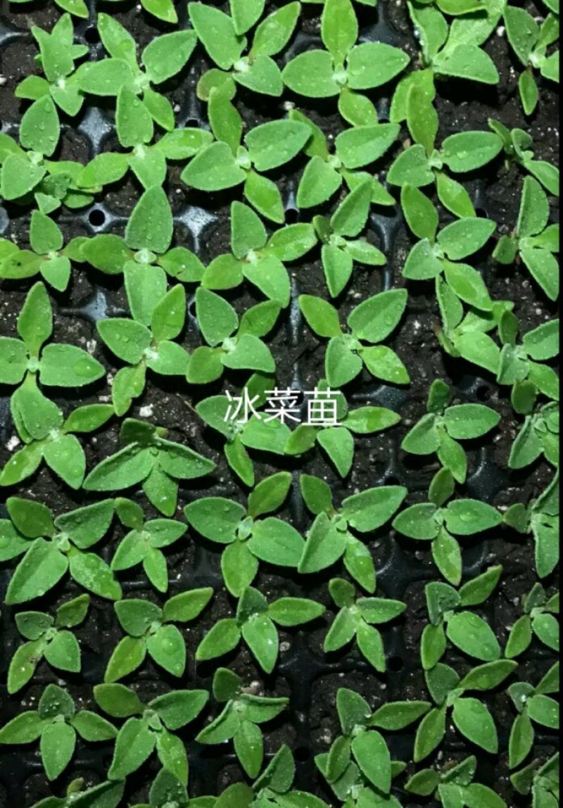 冰菜苗，冰草苗，常年大量批发