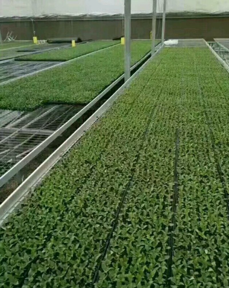 冰菜苗，冰草苗，常年大量批发