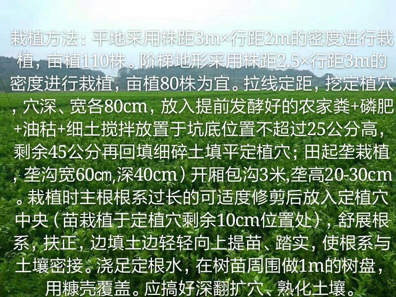 绾溪红肉蜜柚苗/树人基地直发/纯度品质保证，签订合同。
