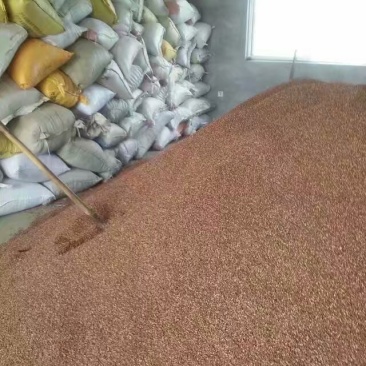 花椒