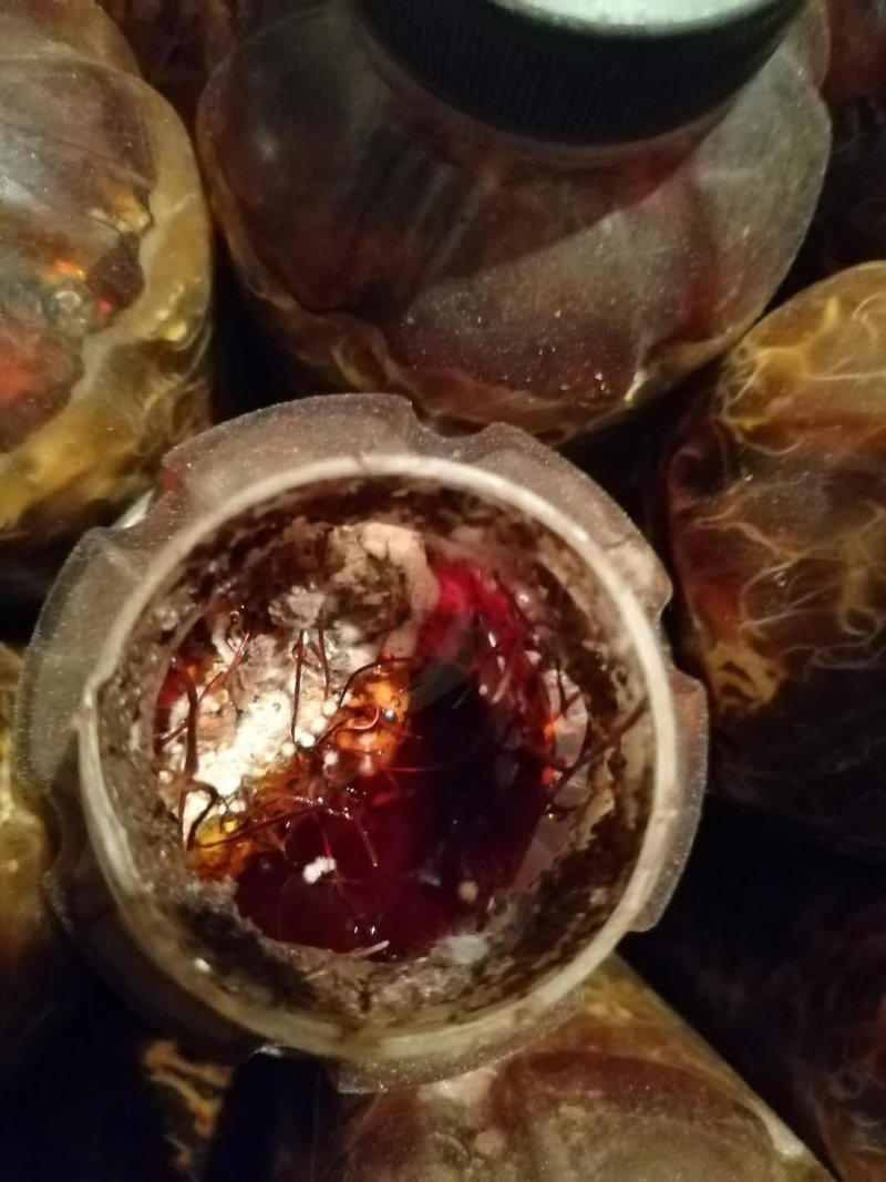 供应优质枝条蜜环菌种