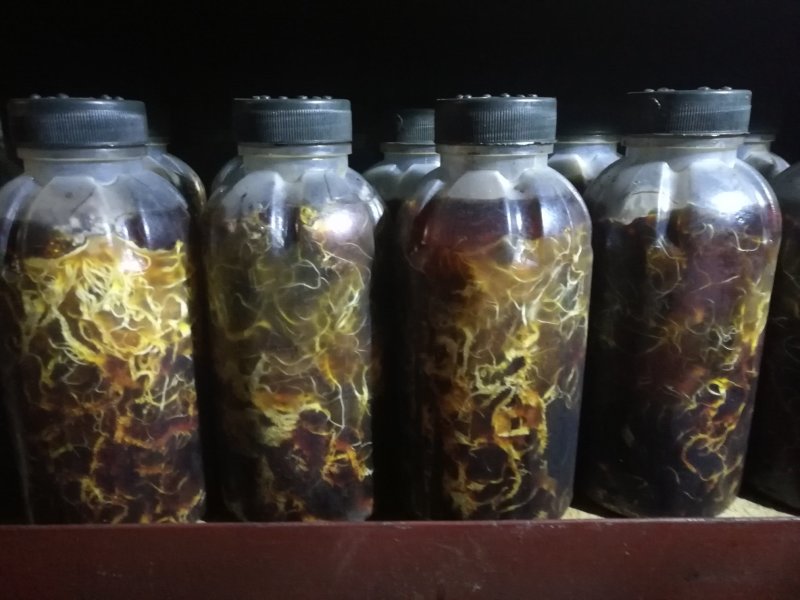 供应优质枝条蜜环菌种