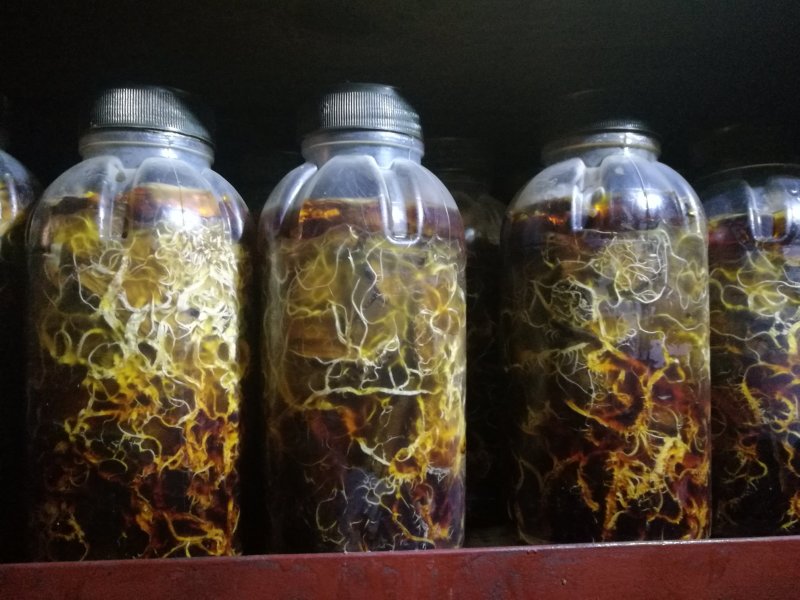 供应优质枝条蜜环菌种