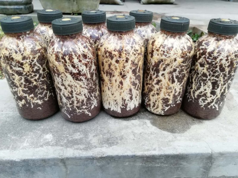 锯末蜜环菌，枝条蜜环菌