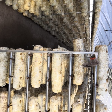 兰州食用菌大棚:蔬菜大棚安装养殖大棚建设温室棚