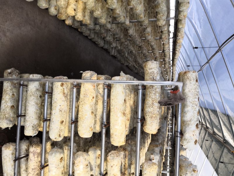 兰州食用菌大棚:蔬菜大棚安装养殖大棚建设温室棚