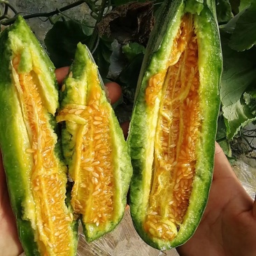 精品羊角蜜大量有货