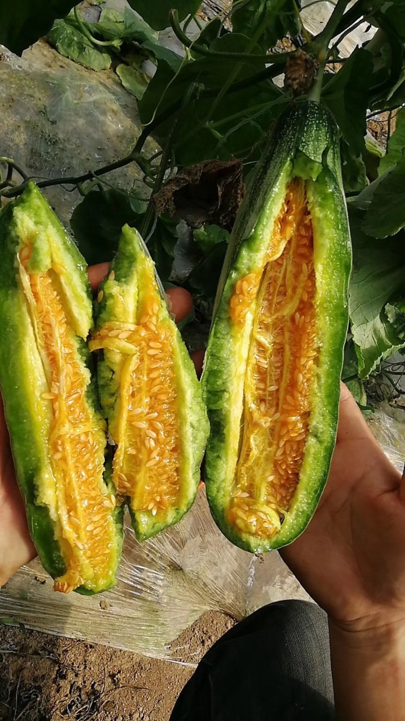 精品羊角蜜大量有货