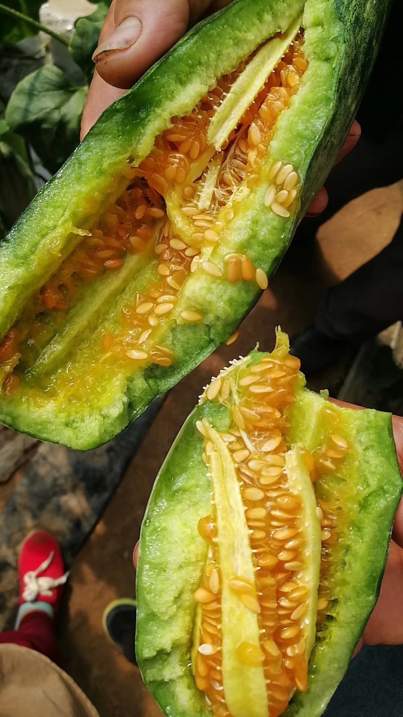 精品羊角蜜大量有货