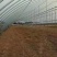 【蔬菜大棚温室大棚】养殖大棚【连栋大棚食用菌棚