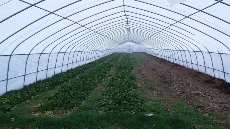 【蔬菜大棚温室大棚】养殖大棚【连栋大棚食用菌棚