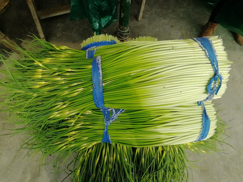 精品白帽蒜苔质量保证全国发货优质蒜苔