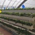 延安香菇套棚大棚连栋大棚温室大棚#蔬菜大棚养殖大棚
