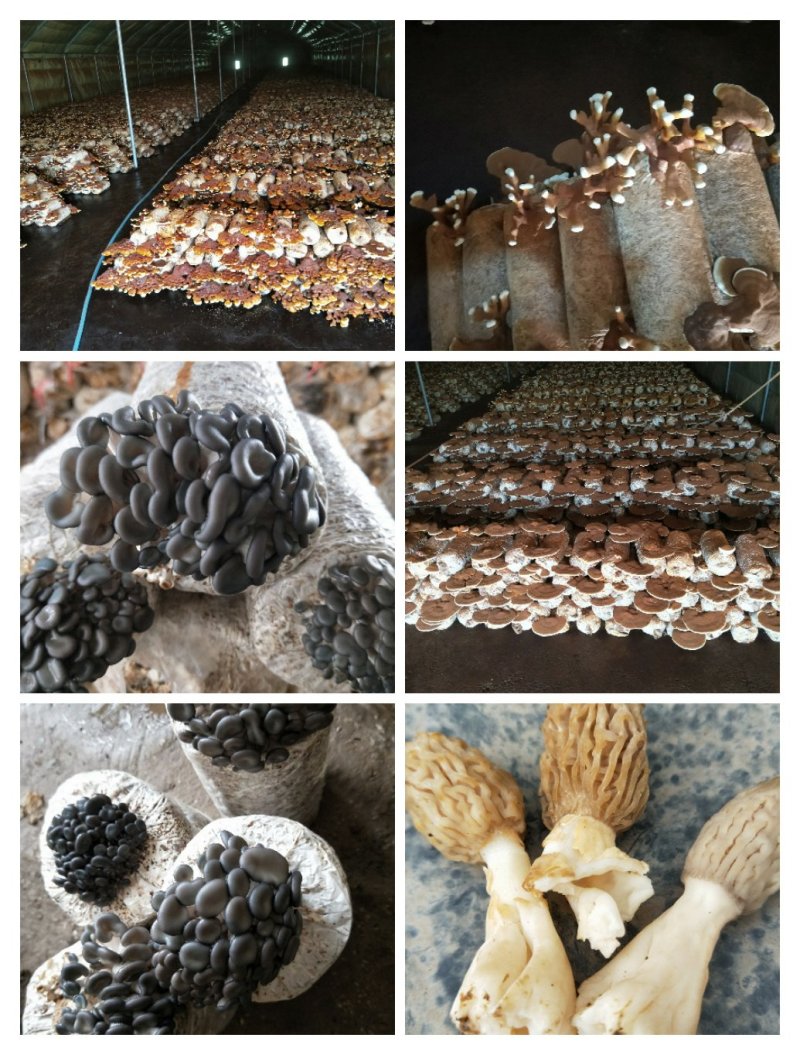榆黄蘑，平菇，灵芝岀菇菌包，免费交技术