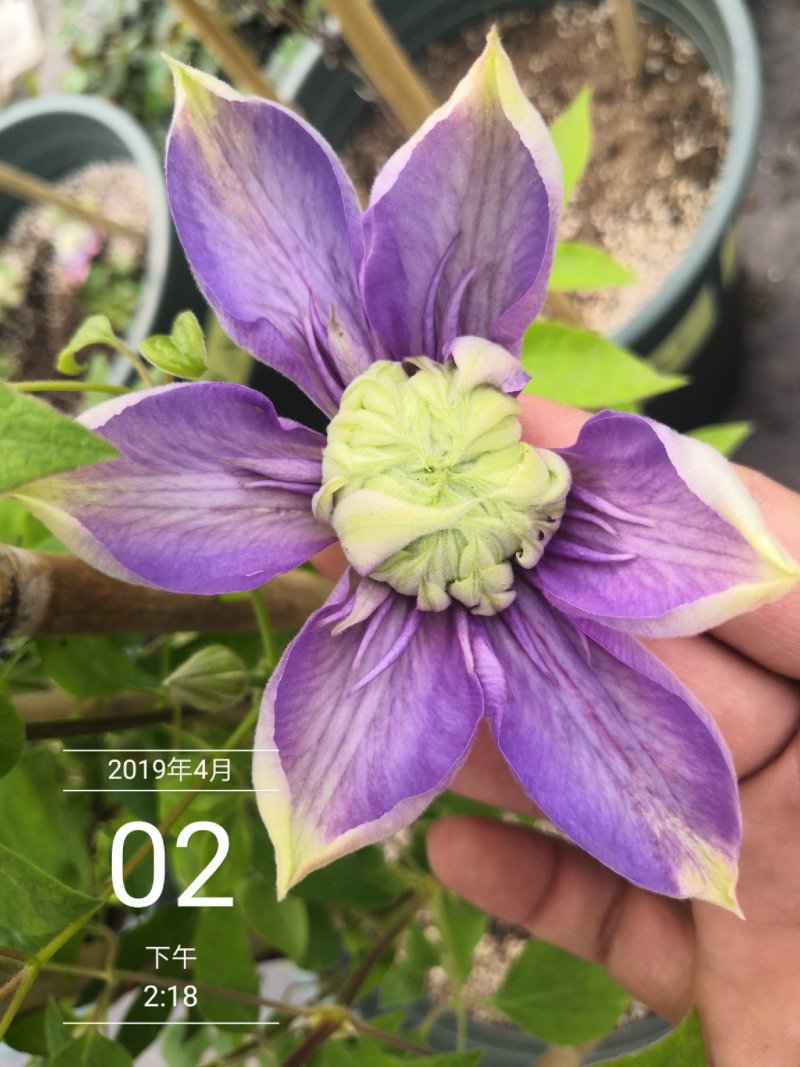 铁线莲重瓣多色可选草本植物耐寒零下30度