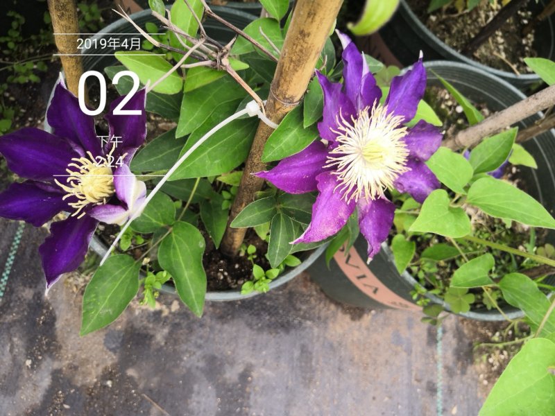 铁线莲重瓣多色可选草本植物耐寒零下30度