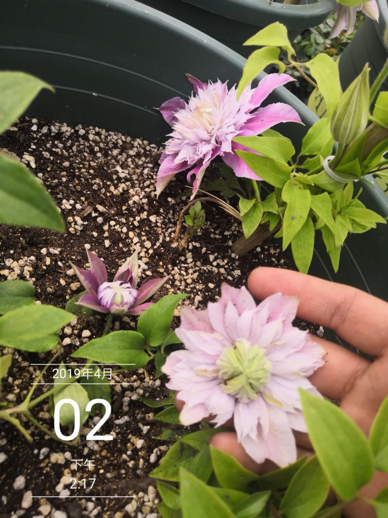 铁线莲重瓣多色可选草本植物耐寒零下30度