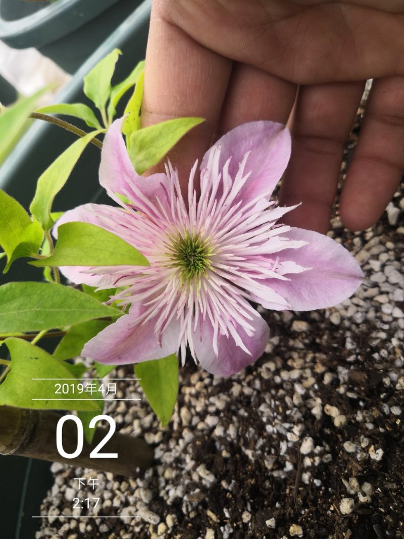 铁线莲爬藤皇后单瓣草本植物耐寒零下三十度铁线莲苗