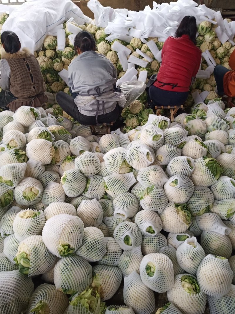 城固菜花1斤半斤以上和光头艳色乳白现货保质量保满意大量