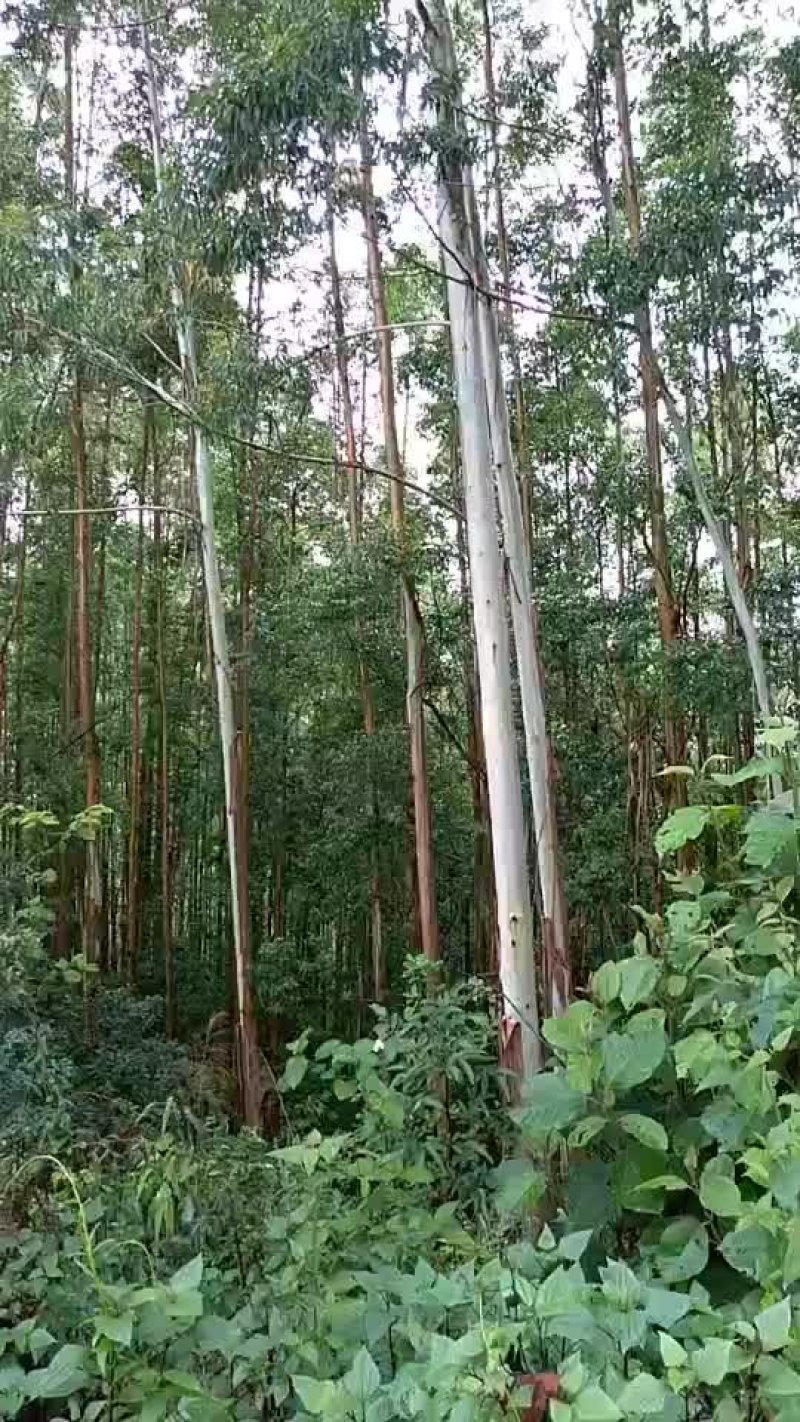 桉树