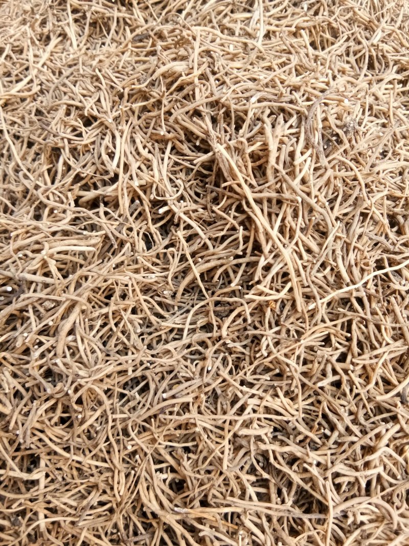 细辛辽细辛规格齐全一公斤起
