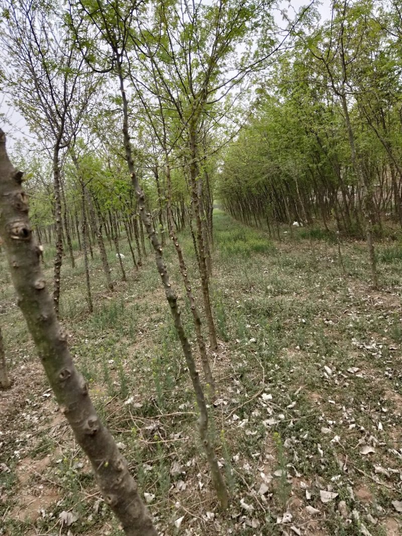 皂角