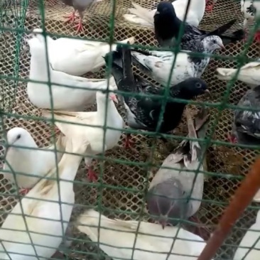 出售乳鸽种鸽，收购种蛋