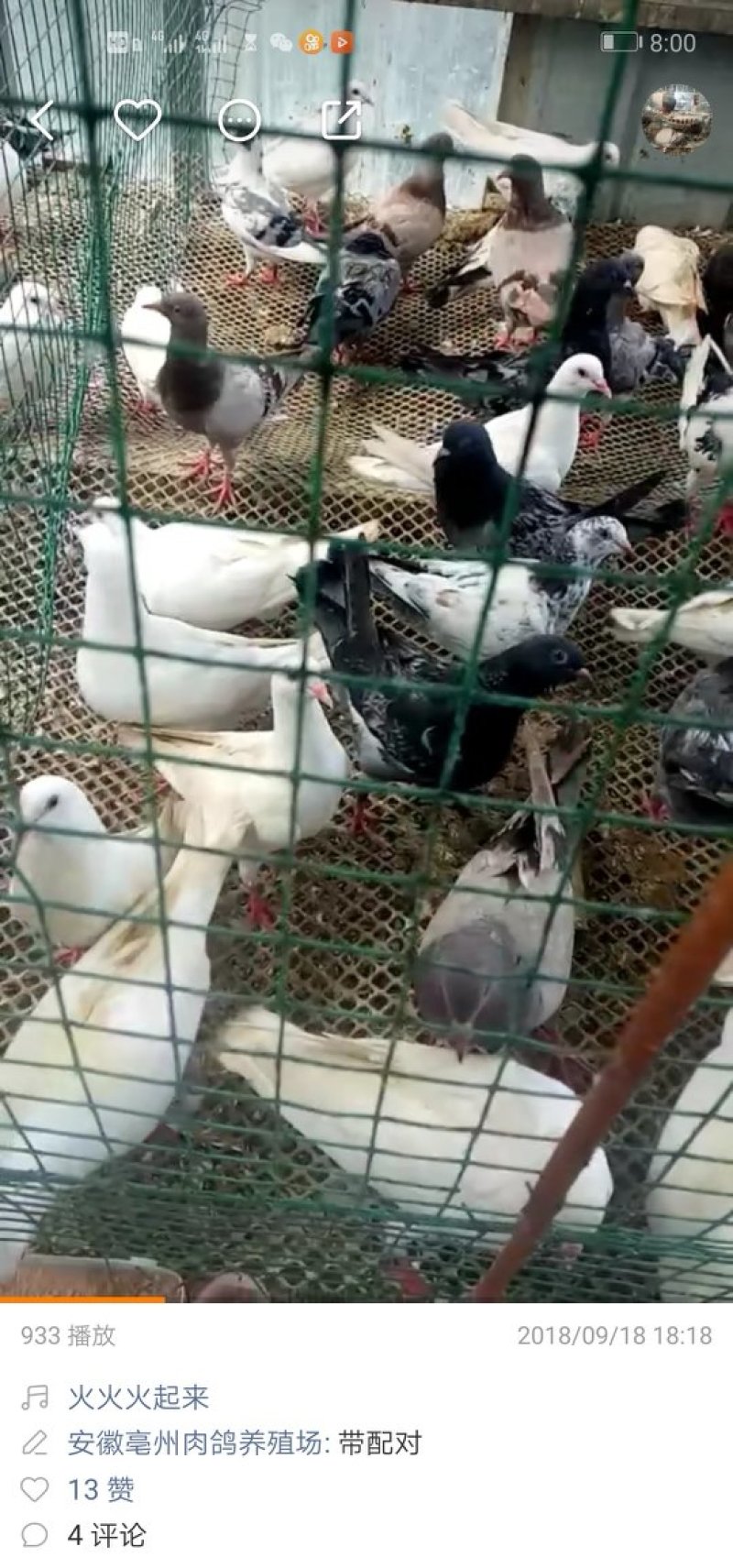 出售乳鸽种鸽，收购种蛋