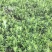 千屈菜水生植物基地直销物美价廉