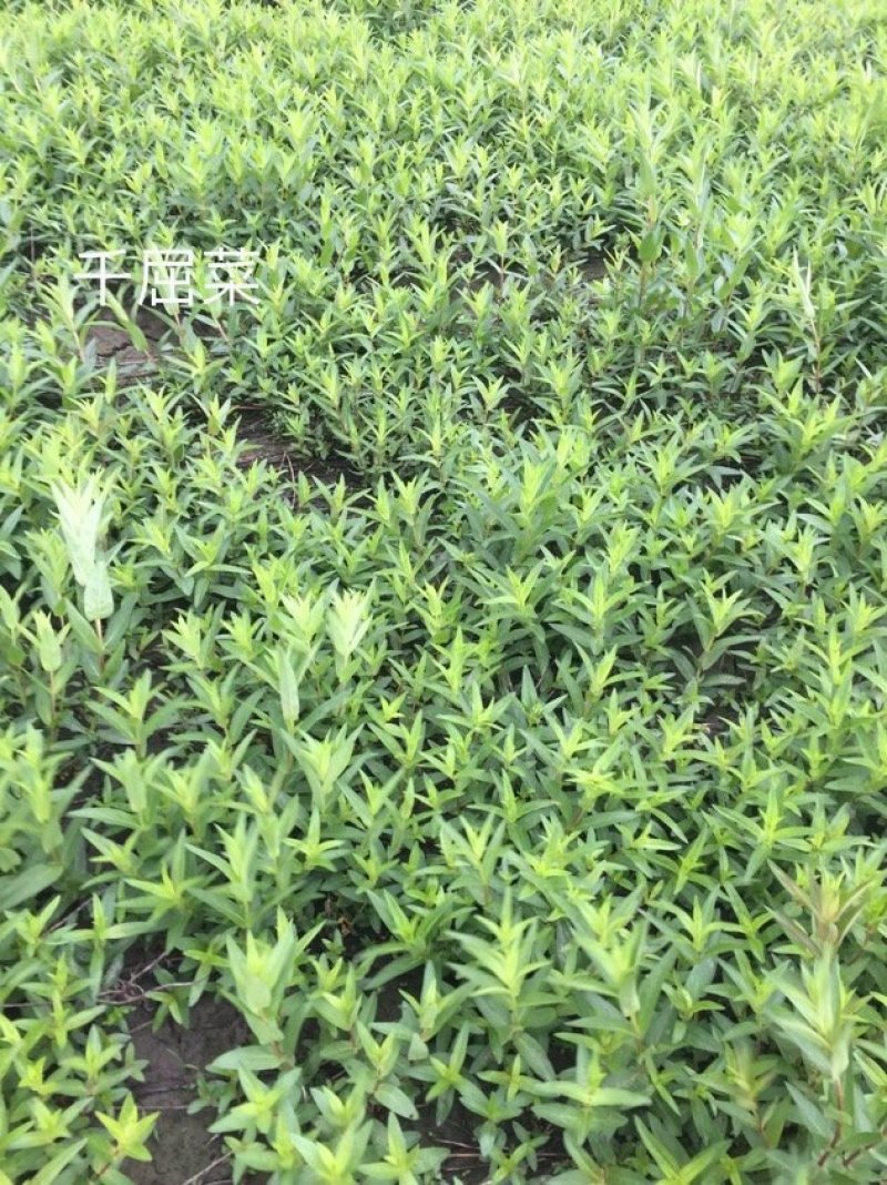 千屈菜水生植物基地直销物美价廉
