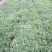 千屈菜水生植物基地直销物美价廉