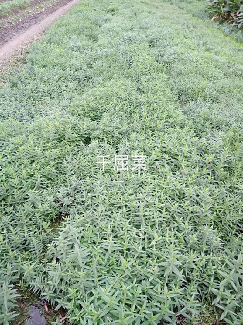 千屈菜水生植物基地直销物美价廉